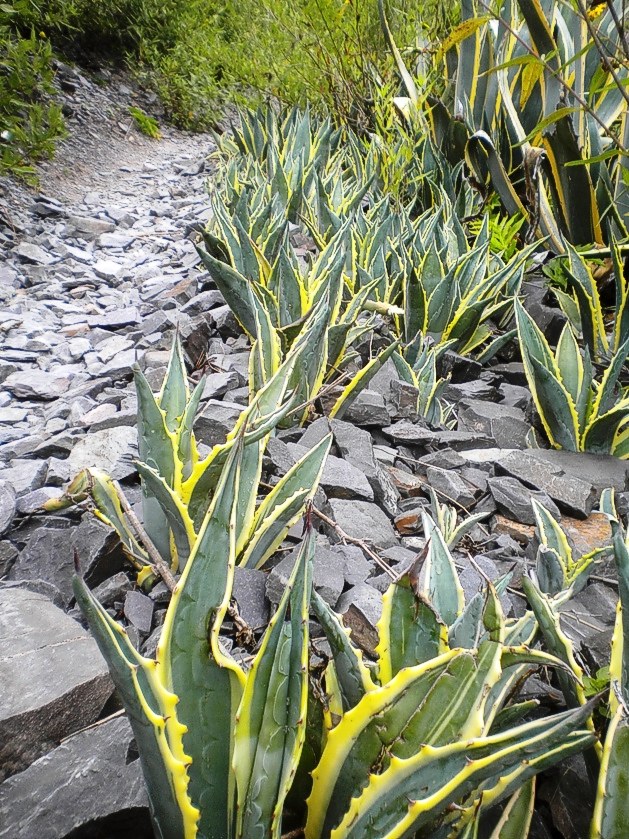 A los costados de las sendas o barrancos, se pueden ver los agaves sudamericanos o "pitas".