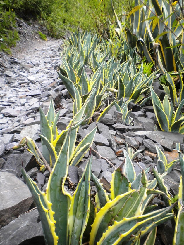 Pequeños ejemplares de agave americana. (Foto: Pablo Harvey).