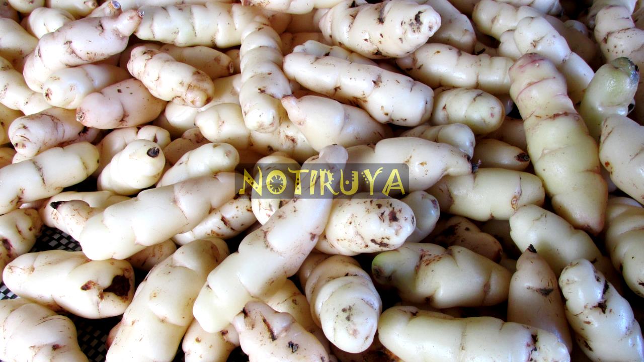 Ocas (papas andinas dulces) con color de cáscara más blanquecino.