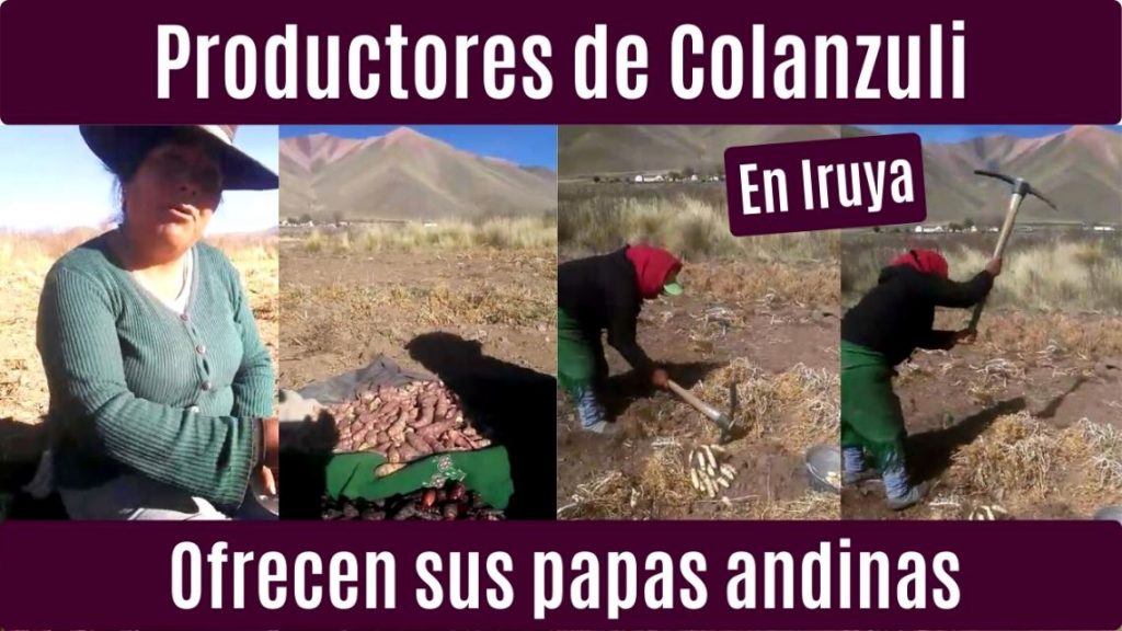 Productores de Colanzuli, Iruya, ofrecen a través de coplas sus papas andinas.