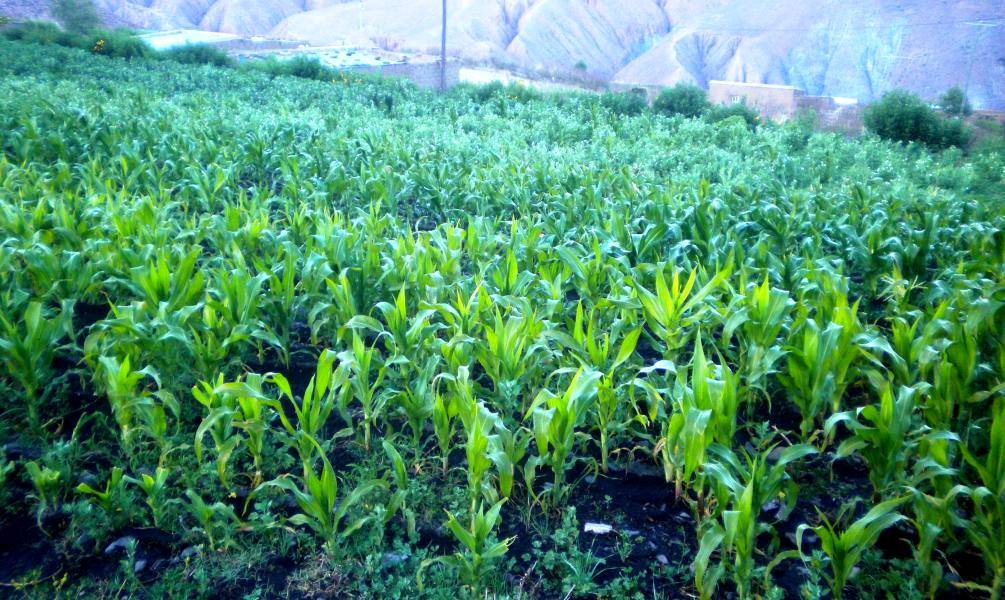 Maíz en Pueblo Viejo. (Ph: Pablo Harvey).