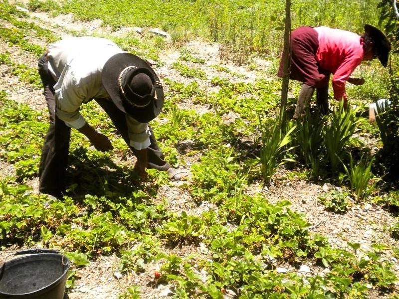 Dos personas, agachadas, recolectan frutillas en Pueblo Viejo, Iruya. (Ph: Pablo Harvey).