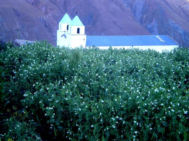 Cultivo delante de la Iglesia de Pueblo Viejo. (Ph: Pablo Harvey).