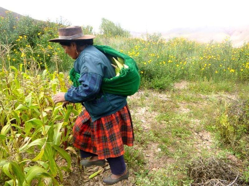Una señora juntando choclos, que carga en un atado en su espalda.